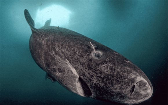 2-loai-ca-map-song-lau-hon-rua-ngoisaovn-w867-h543 1 Cá mập Greenland, cá mập có tuổi thọ cao, loài cá mập sống lâu nhất trên thế giới