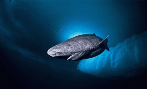 3-loai-ca-map-song-lau-hon-rua-ngoisaovn-w1002-h609 0 Cá mập Greenland, cá mập có tuổi thọ cao, loài cá mập sống lâu nhất trên thế giới