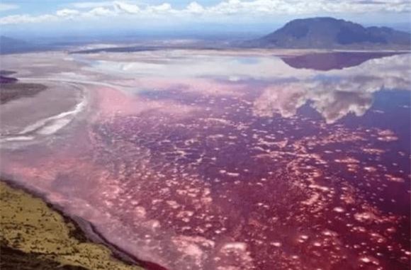 ho-tu-1.jpg 0 hồ tử thần, hồ Natron, châu phi