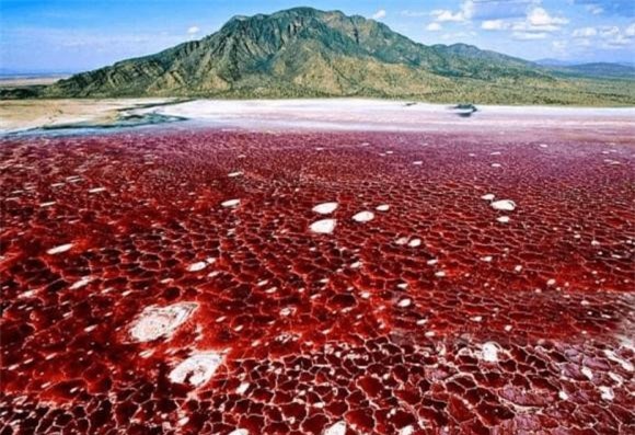 ho-tu-1.jpg 1 hồ tử thần, hồ Natron, châu phi