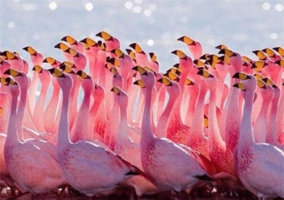 ho-tu-1.jpg 3 hồ tử thần, hồ Natron, châu phi