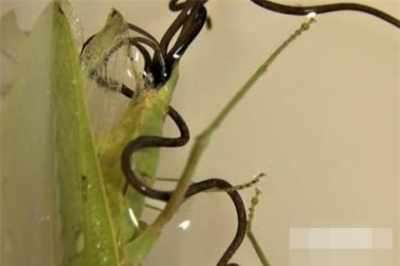 giun-sat (1).jpg 0 Giun sắt, giun tròn sắt, ký sinh trùng, thiên địch