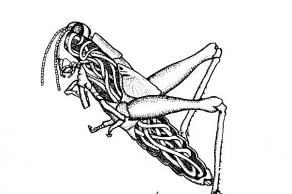 giun-sat (1).jpg 1 Giun sắt, giun tròn sắt, ký sinh trùng, thiên địch