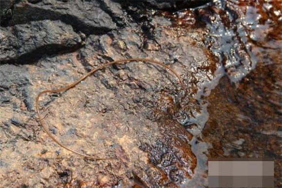 giun-sat (1).jpg 2 Giun sắt, giun tròn sắt, ký sinh trùng, thiên địch