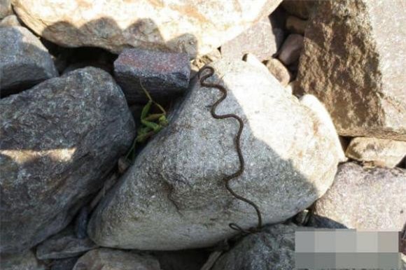 giun-sat (1).jpg 3 Giun sắt, giun tròn sắt, ký sinh trùng, thiên địch