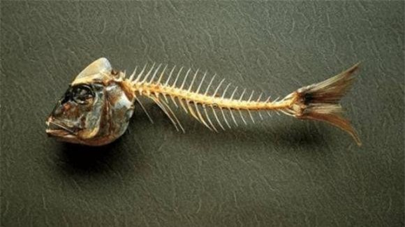 an-ca (1).jpeg 0 ăn cá, hóc xương cá, động vật