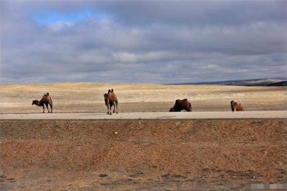 lạc đà, sa mạc, chó soi, thiên địch, kẻ thù tự nhiên