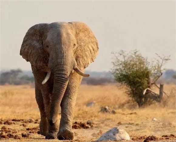 động vật càng to càng ăn ít 2 kiến thức, khoa học, các nhà sinh vật học, động vật càng to càng ăn ít,