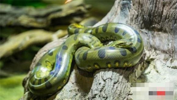 dong-vat-amaron (1).jpg 0 Rừng nhiệt đới Amazon, động vật nguy hiểm, khám phá động vật