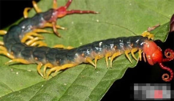 dong-vat-amaron (1).jpg 9 Rừng nhiệt đới Amazon, động vật nguy hiểm, khám phá động vật