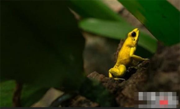 dong-vat-amaron (1).jpg 1 Rừng nhiệt đới Amazon, động vật nguy hiểm, khám phá động vật