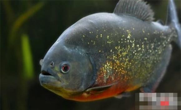 dong-vat-amaron (1).jpg 2 Rừng nhiệt đới Amazon, động vật nguy hiểm, khám phá động vật