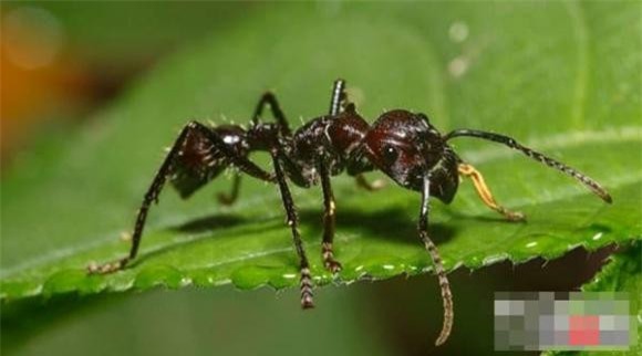 dong-vat-amaron (1).jpg 3 Rừng nhiệt đới Amazon, động vật nguy hiểm, khám phá động vật