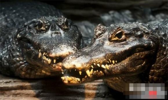 dong-vat-amaron (1).jpg 4 Rừng nhiệt đới Amazon, động vật nguy hiểm, khám phá động vật