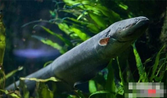 dong-vat-amaron (1).jpg 5 Rừng nhiệt đới Amazon, động vật nguy hiểm, khám phá động vật