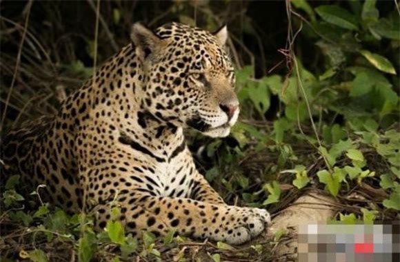 dong-vat-amaron (1).jpg 6 Rừng nhiệt đới Amazon, động vật nguy hiểm, khám phá động vật