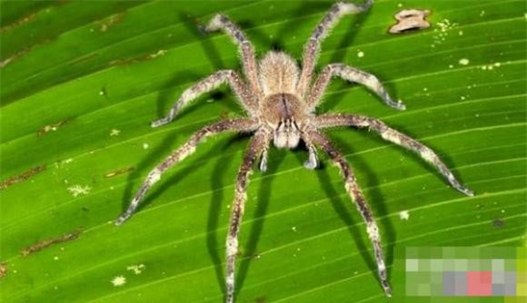 dong-vat-amaron (1).jpg 7 Rừng nhiệt đới Amazon, động vật nguy hiểm, khám phá động vật