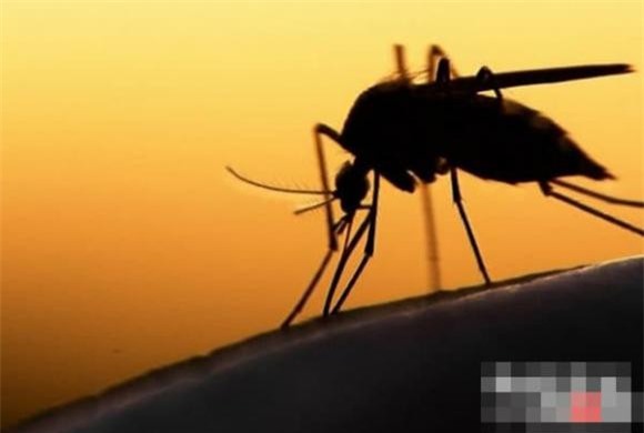 dong-vat-amaron (1).jpg 8 Rừng nhiệt đới Amazon, động vật nguy hiểm, khám phá động vật