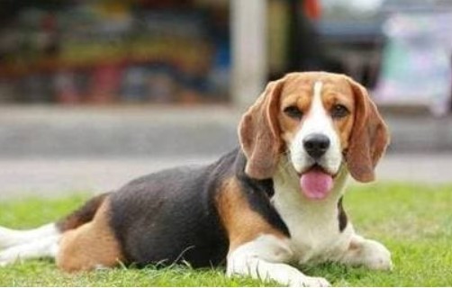 Chó là loài động vật đầu tiên được con người thuần hóa, tại sao con người lại chọn chó?