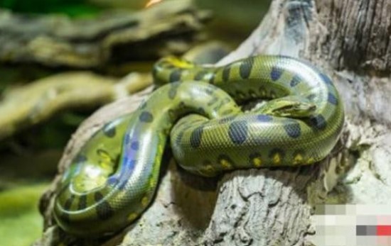 Top 10 kẻ giết động vật đáng sợ ở rừng nhiệt đới Amazon