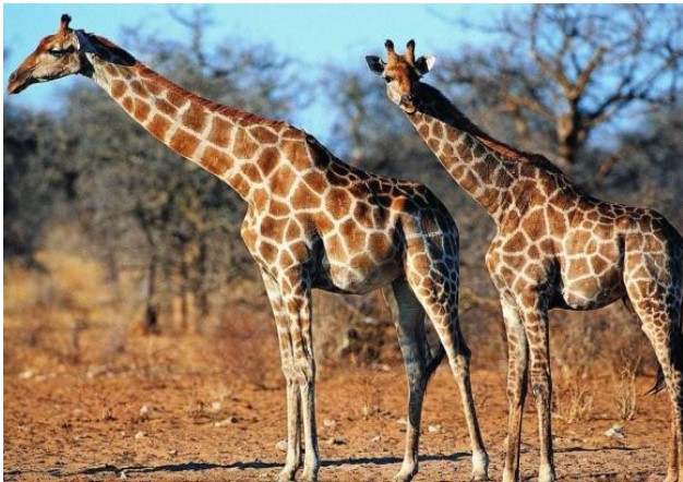 4 loài động vật có chiếc cổ dài nhất trong lịch sử Trái đất