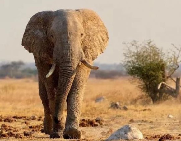 Tại sao động vật càng 'to xác' càng ăn ít? Nghịch lý này vật lý cũng không giải thích nổi