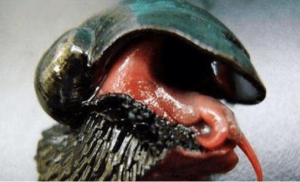 Động vật duy nhất trên thế giới có vỏ được làm bằng kim loại và sống ở các lỗ thông hơi của suối nước nóng!