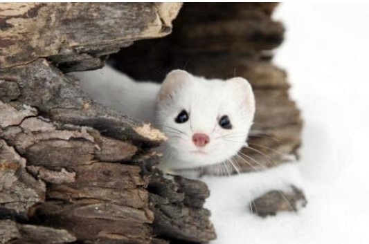 Động vật ăn thịt đáng yêu nhất trên trái đất, chỉ nặng 2 lạng, nhưng có thể săn thỏ nặng 2 cân