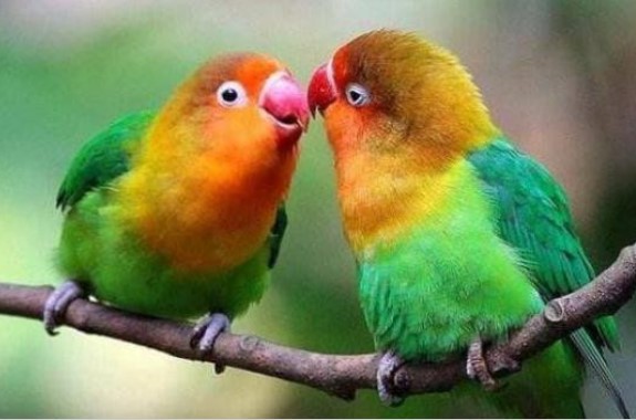 Động vật có mùa giao phối cố định, tại sao con người lại cả 365 ngày?