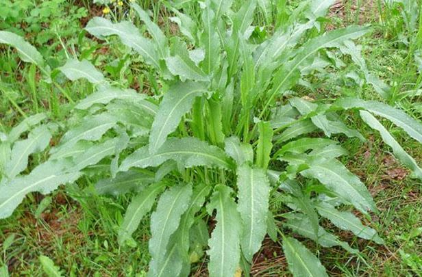 Loại rau có tên lạ được ví là “thần dược”, xưa mọc đầy đường chả ai thèm hái, giờ là đặc sản bán 200.000 đồng/kg