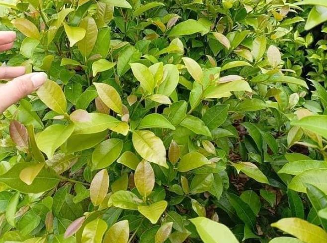 Loại rau dại xưa toàn nhổ vứt đi, cho trâu ăn, nay thành đặc sản lạ dân thành phố ưa chuộng đến lạ vì ngon, 70.000 đồng/kg