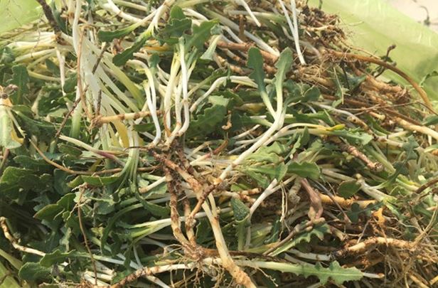 'Lộc trời' mọc hoang trên cồn cát, xưa nhổ vứt đi, nay thành đặc sản lạ rất được ưa chuộng, có tiền cũng khó mua được