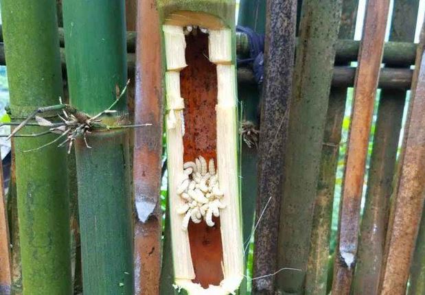 'Lộc trời' bò trong thân cây, xưa không ai ăn, nay thành đặc sản dân thành phố ưa chuộng đến lạ, 500.000 đồng/kg