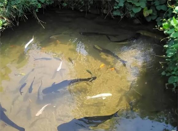 ca (1).jpg 1 ao cá, cá từ đâu ra, tại sao ao có cá, thiên nhiên kì lạ