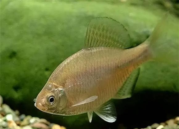 ca (1).jpg 2 ao cá, cá từ đâu ra, tại sao ao có cá, thiên nhiên kì lạ