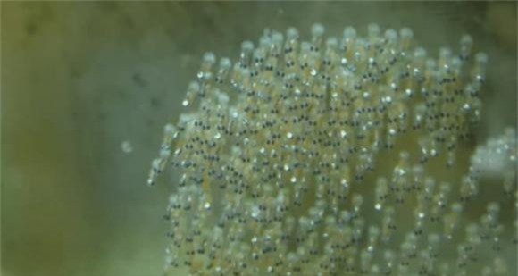 ca (1).jpg 3 ao cá, cá từ đâu ra, tại sao ao có cá, thiên nhiên kì lạ