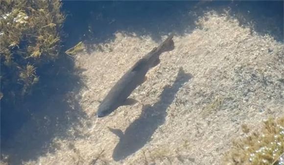 ca (1).jpg 5 ao cá, cá từ đâu ra, tại sao ao có cá, thiên nhiên kì lạ