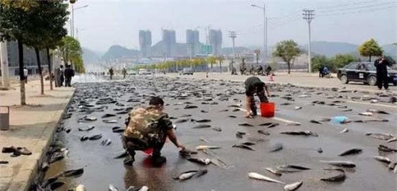 ca (1).jpg 4 ao cá, cá từ đâu ra, tại sao ao có cá, thiên nhiên kì lạ