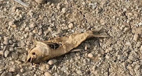 ca (1).jpg 0 ao cá, cá từ đâu ra, tại sao ao có cá, thiên nhiên kì lạ