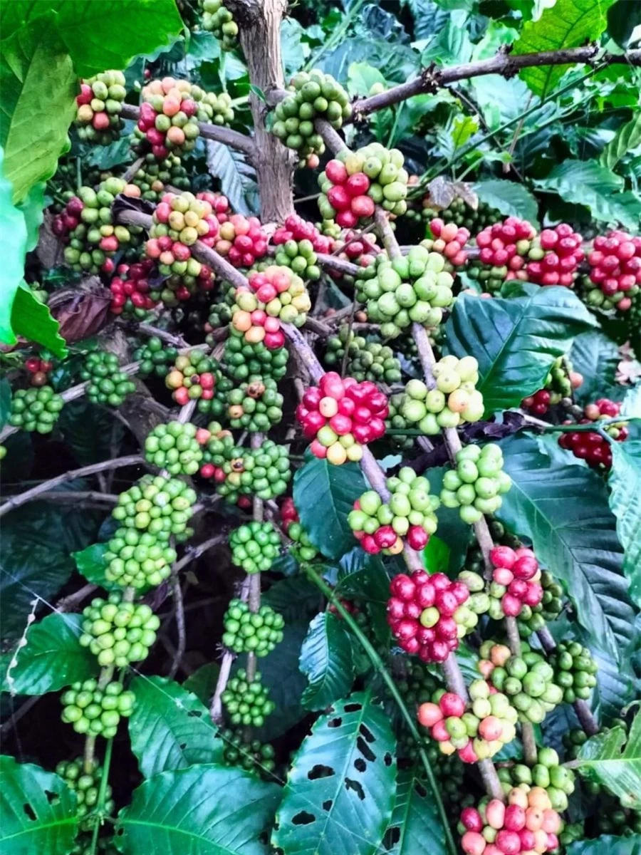 Giá nông sản ngày 17/10/2023: Cà phê tăng nhẹ, hồ tiêu đạt 70.500 đồng/kg
