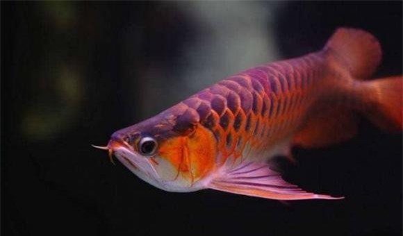 2-loai-ca-phong-thuy-tot-ngoisaovn-w664-h390 1 phong thủy, cá vàng, cá rồng