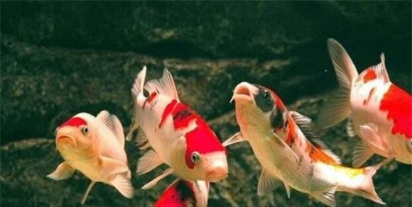 1-loai-ca-phong-thuy-tot-ngoisaovn-w624-h315 2 phong thủy, cá vàng, cá rồng