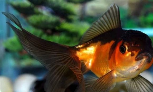 3-loai-ca-phong-thuy-tot-ngoisaovn-w669-h405 0 phong thủy, cá vàng, cá rồng