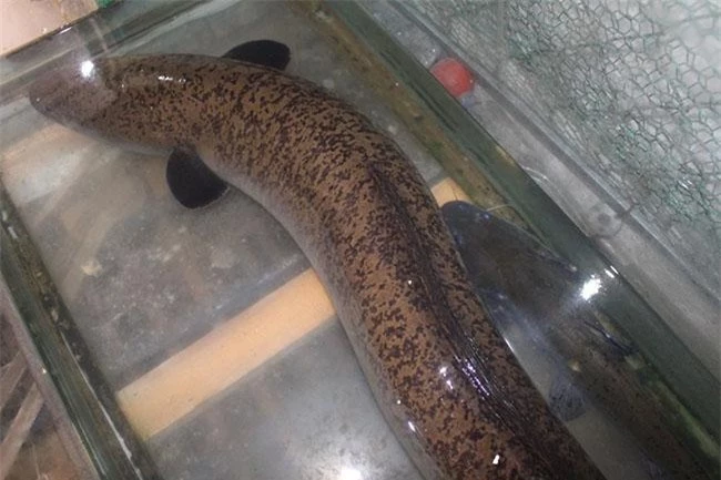 Loài cá “quý hiếm” có thể dài tới 2 mét, được các đại gia săn lùng ráo riết vì ngon, giá bán 1.100.000 đồng/kg khó mua - 3