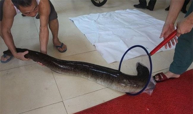 Loài cá “quý hiếm” có thể dài tới 2 mét, được các đại gia săn lùng ráo riết vì ngon, giá bán 1.100.000 đồng/kg khó mua - 4