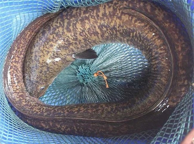 Loài cá “quý hiếm” có thể dài tới 2 mét, được các đại gia săn lùng ráo riết vì ngon, giá bán 1.100.000 đồng/kg khó mua - 7