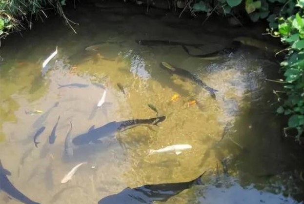 Ao có nước lâu ngày sẽ có cá? Không ai thả tại sao cá lại có trong ao, chúng từ đâu ra?