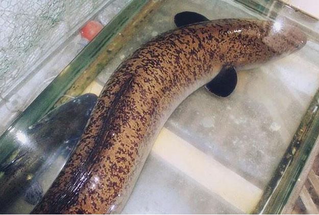 Loài cá “quý hiếm” có thể dài tới 2 mét, được các đại gia săn lùng ráo riết vì ngon, giá bán 1.100.000 đồng/kg vẫn khó mua được