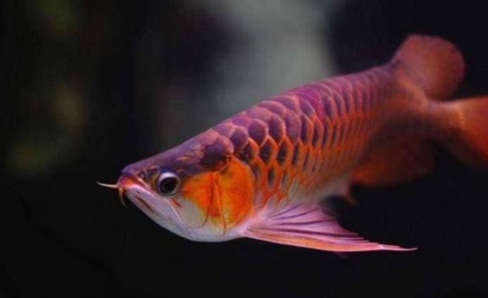 Loại cá cảnh nào là loại cá phong thủy tốt nhất? Cá rồng, cá vàng, cá chép Koi?