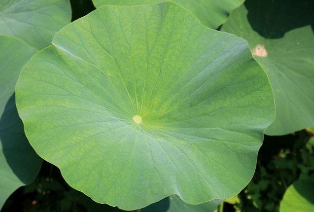 Lá này trước toàn vứt đi, nay lại là hàng hot bán đến 400.000 đồng/kg, người trồng bội thu